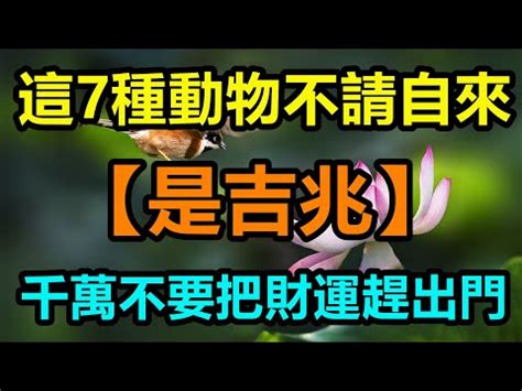 動物象徵|世界各地的動物神話